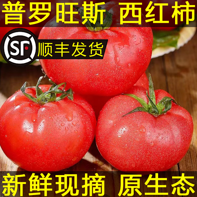 【顺丰快递】正宗山东普罗旺斯西红柿沙瓤柿子生吃酸甜可口番茄