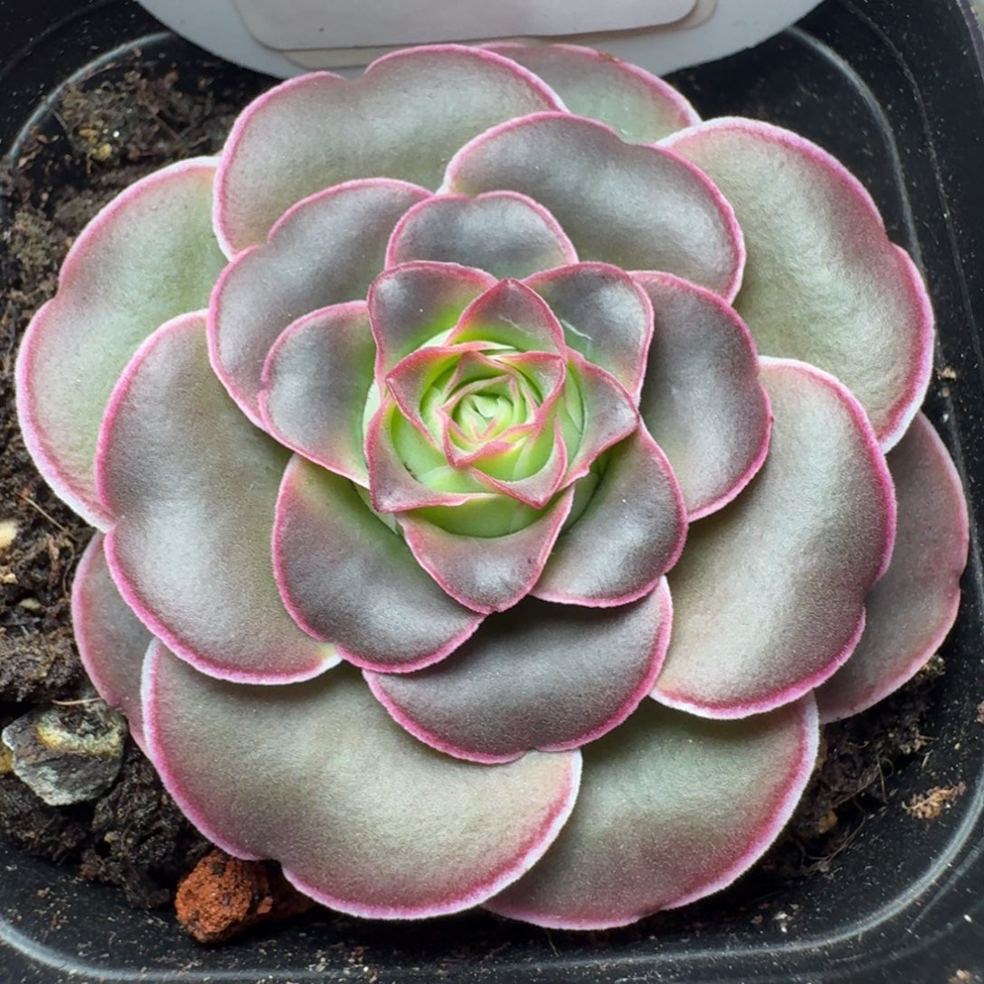 楹楹-29-冠幅 4cm