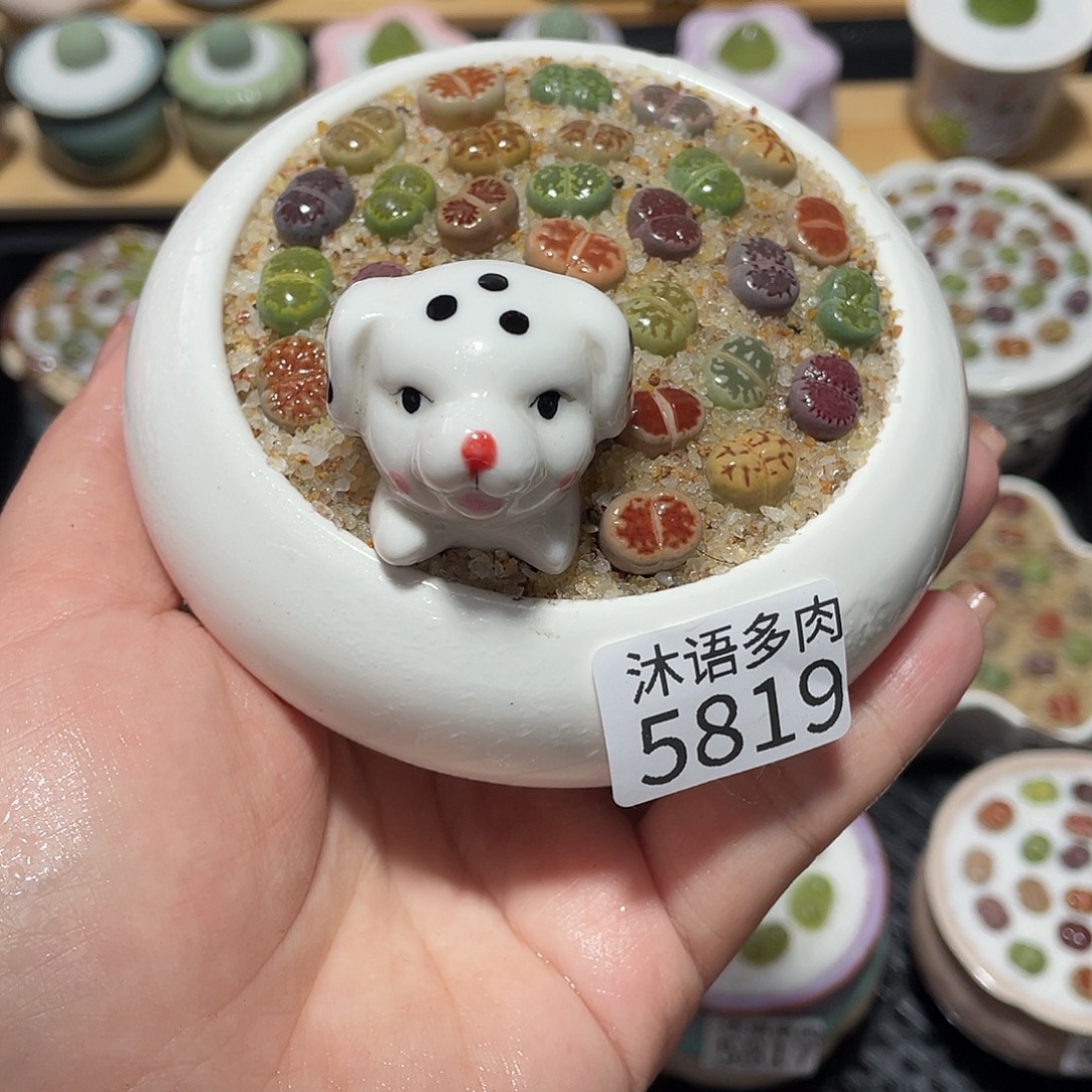 带盆土植物 一物一拍5819