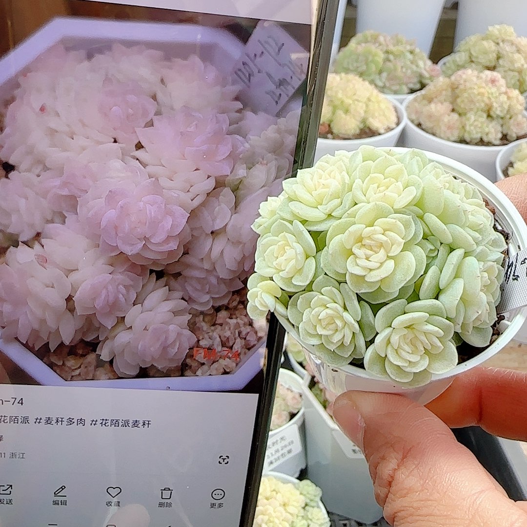 1126-16（fm-74）优选