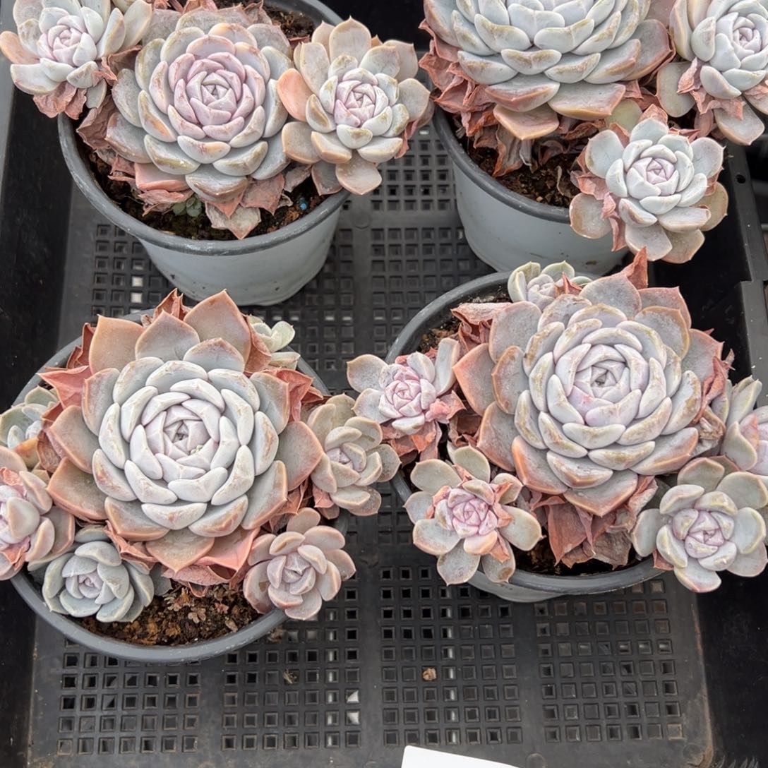 3071量肉肉肉肉肉