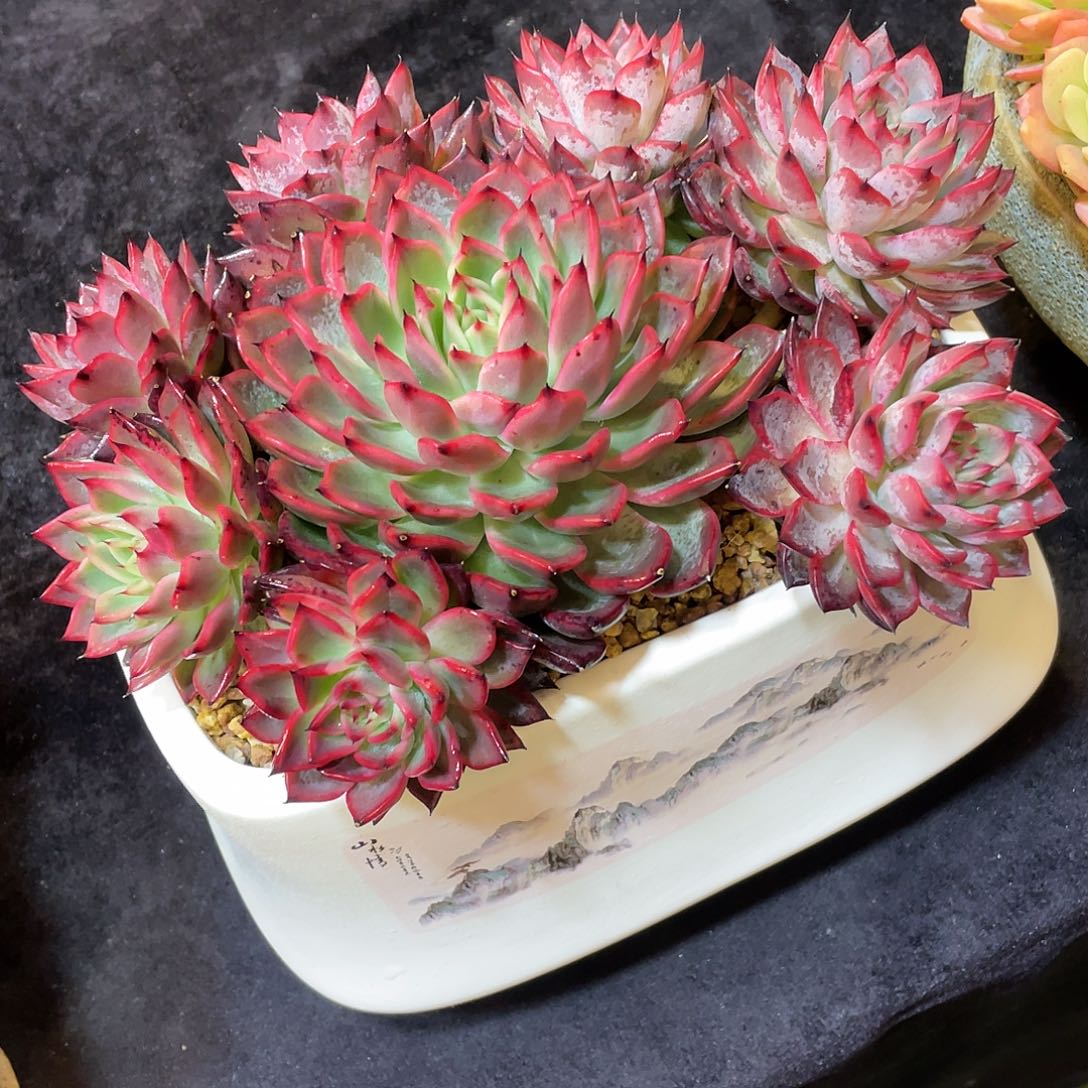 让****！多肉植物带盆物流