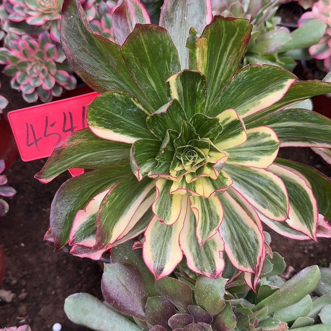 4546魅影七彩掰下来发货