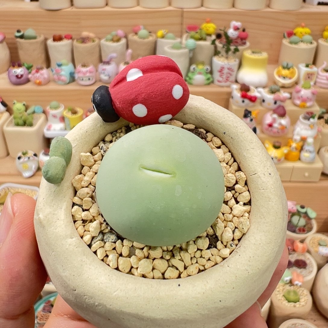 多肉植物41号大鸽子蛋