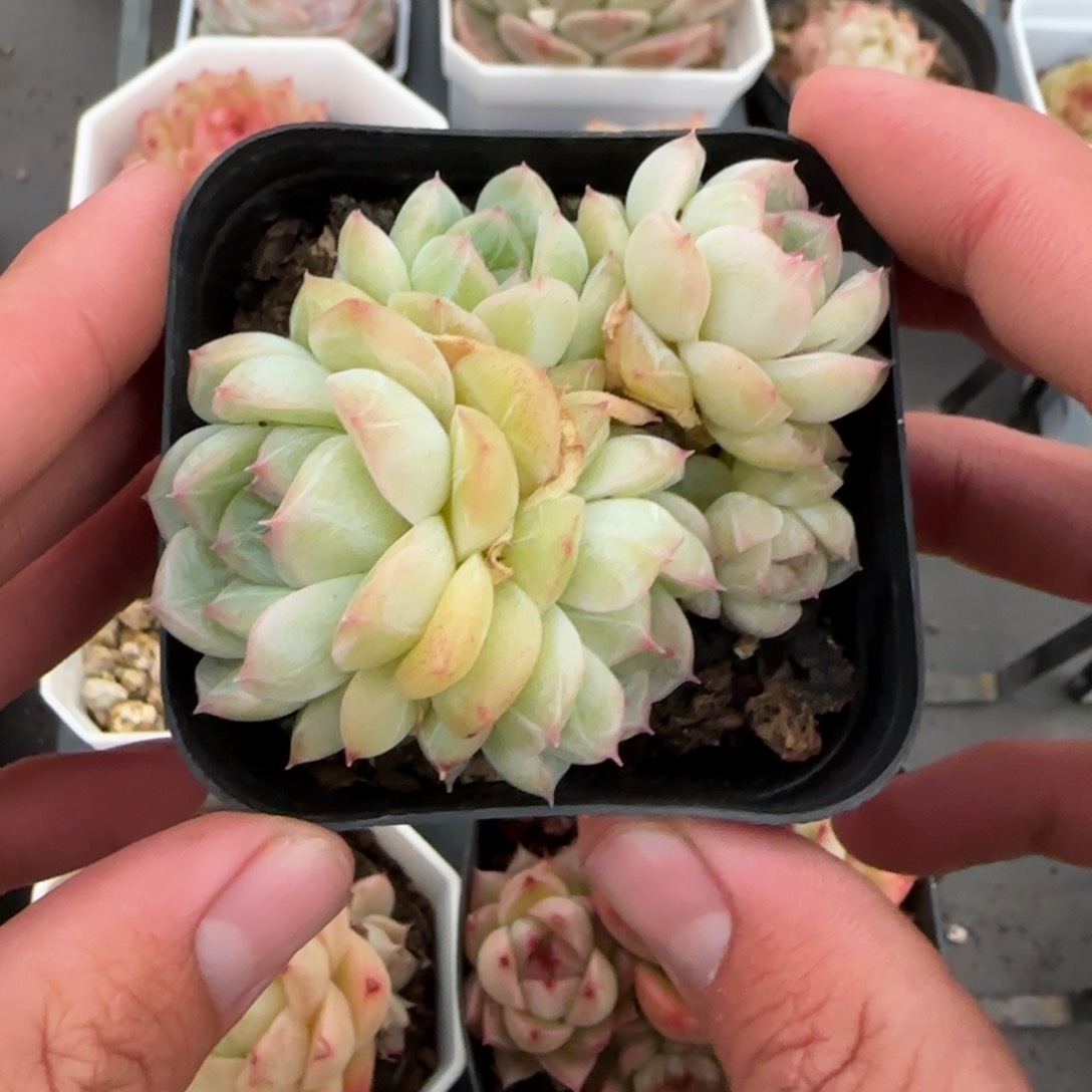 一物一拍麦秆糖心06127