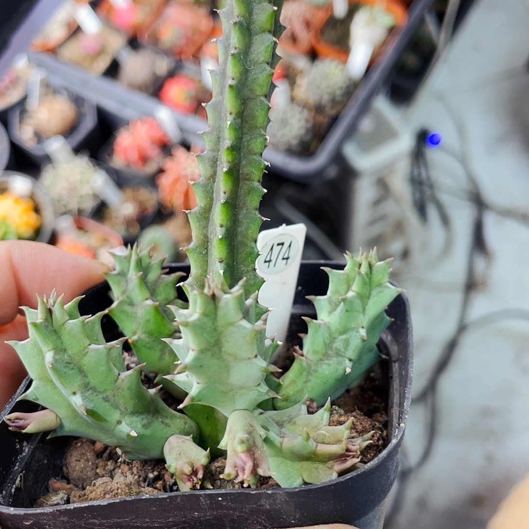 非偏远地区满25包邮仙人球甜甜圈