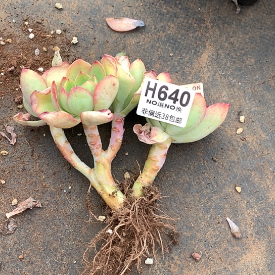 水墨仙子朵朵640 亏本处理退款拉黑7-8天发货