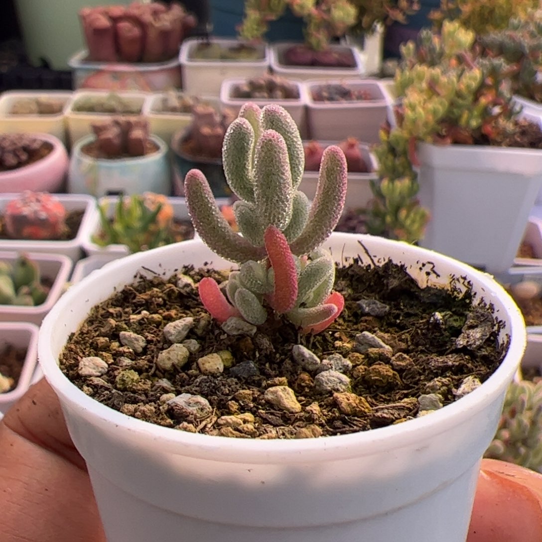 多肉植物枝干超紫
