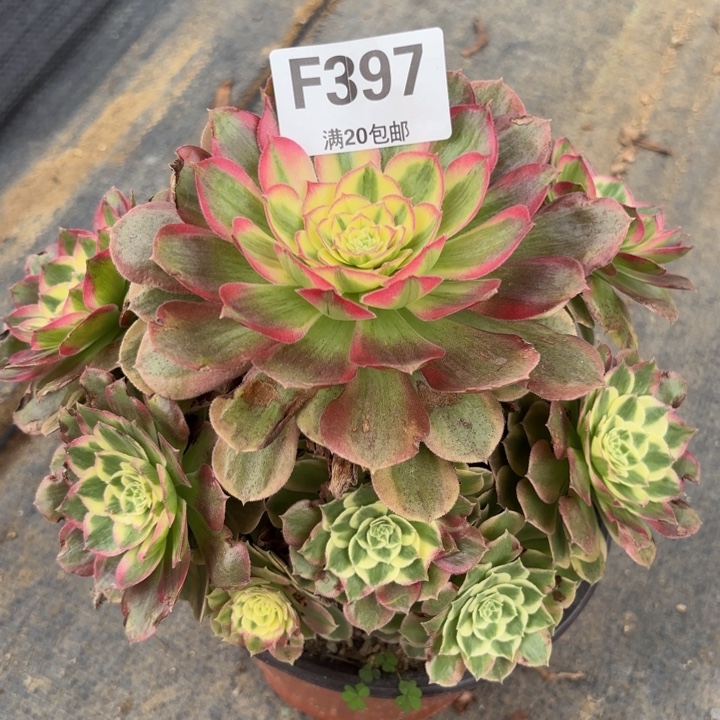 瑞妈多肉植物，397千禧