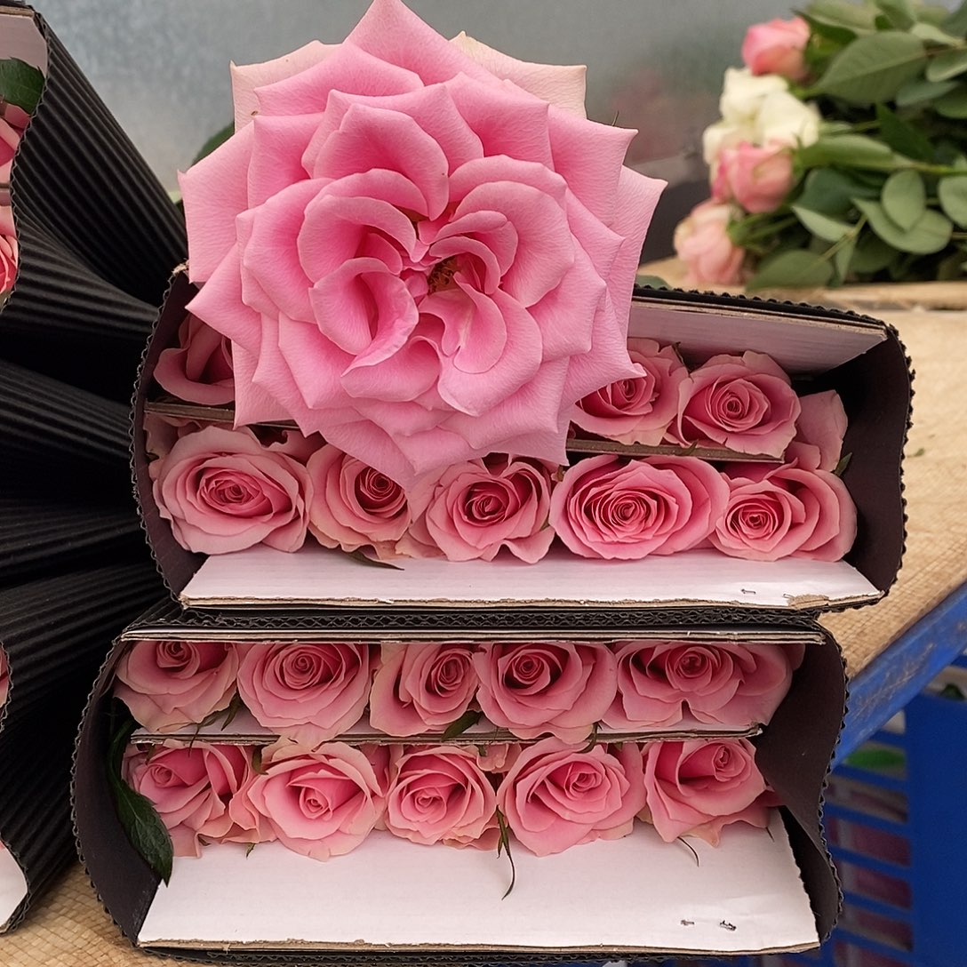 10支-粉新品单头 40-45cm/不包邮