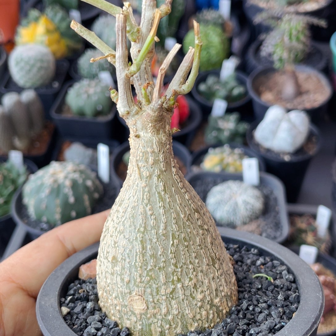 仙人球满28包邮盆5公分银叶睡不带