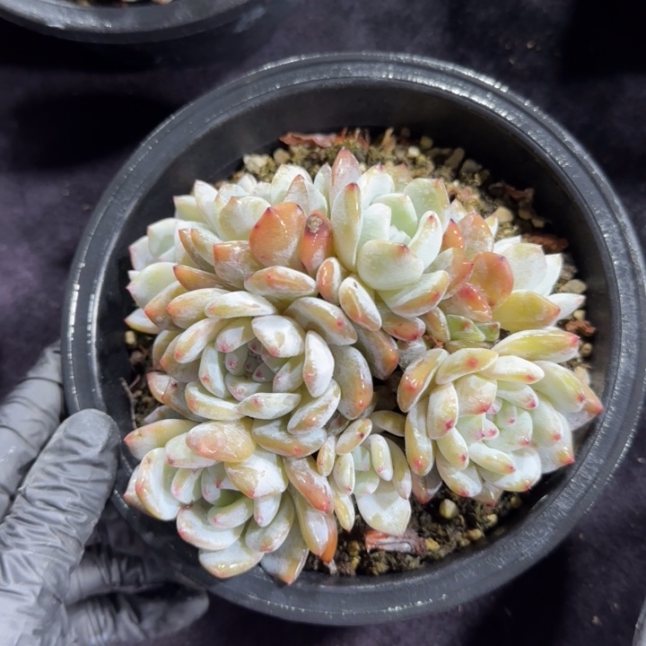 14厘米左右一物一拍的雪天使