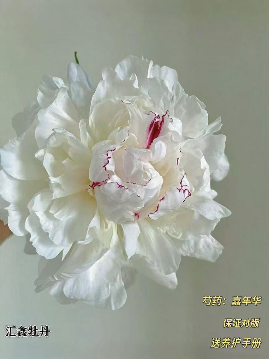 【疯狂嘉年华】白色系山东菏泽基地直发适宜地栽盆栽庭院种植观赏