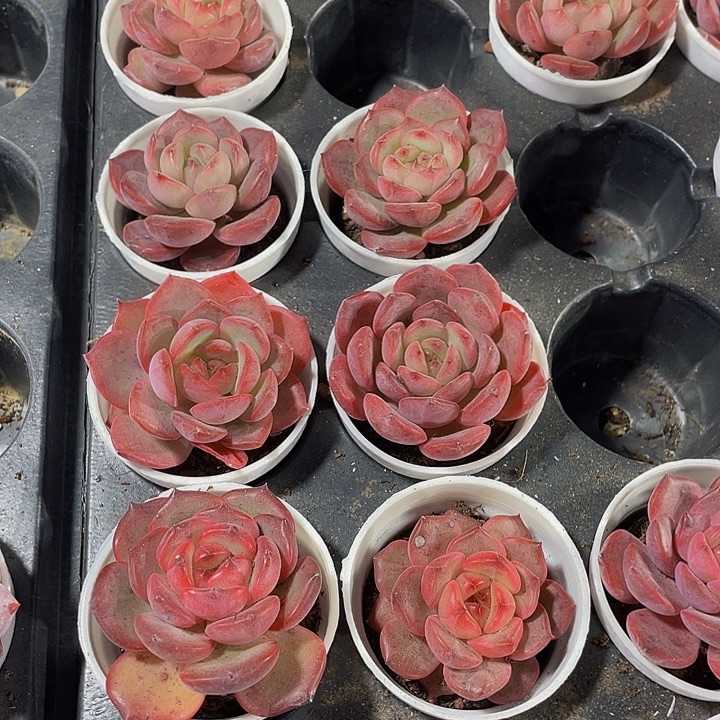 红玫瑰带盆土发货