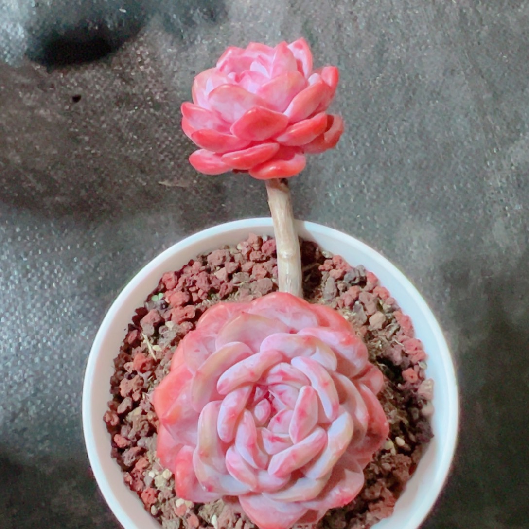 星影精品多肉老桩