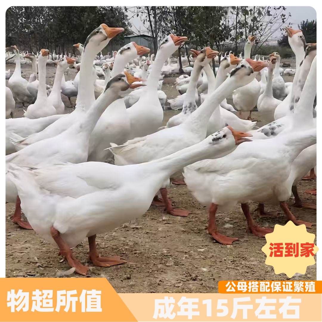 宠物鸭 大三花鹅   顺丰包活到家