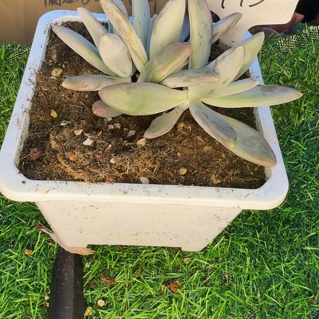 云南多肉小栈一物一拍993