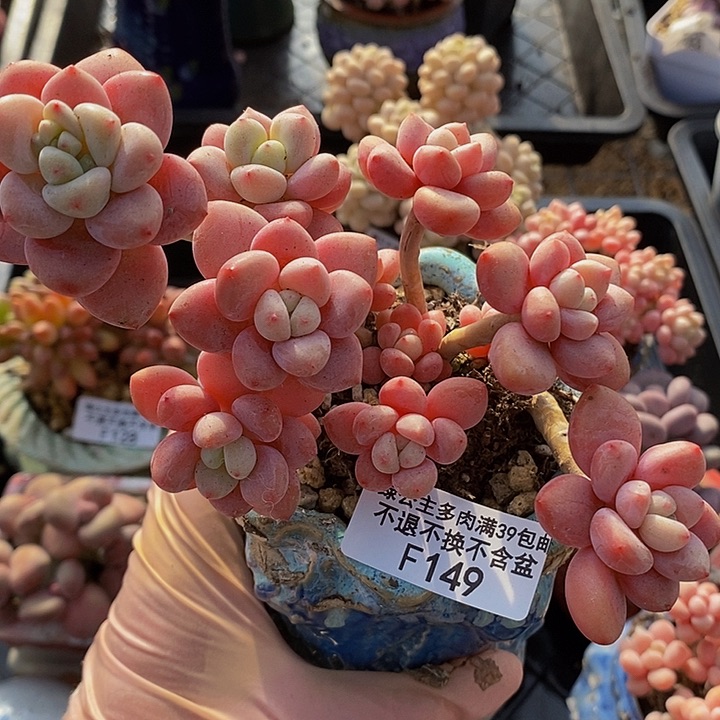 樱花洛神老桩11cm149多肉植物