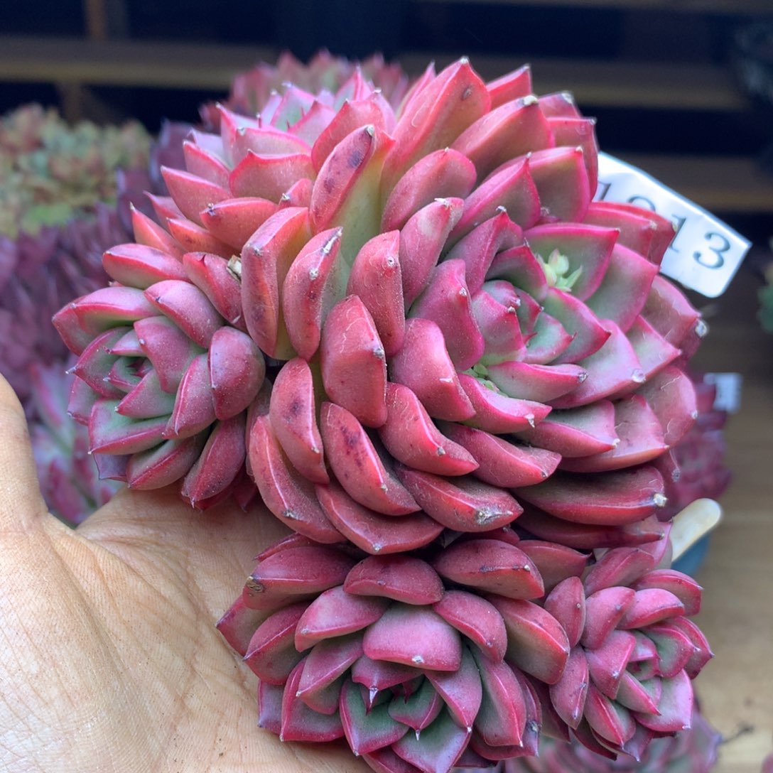 1913杂交精品基地12冠