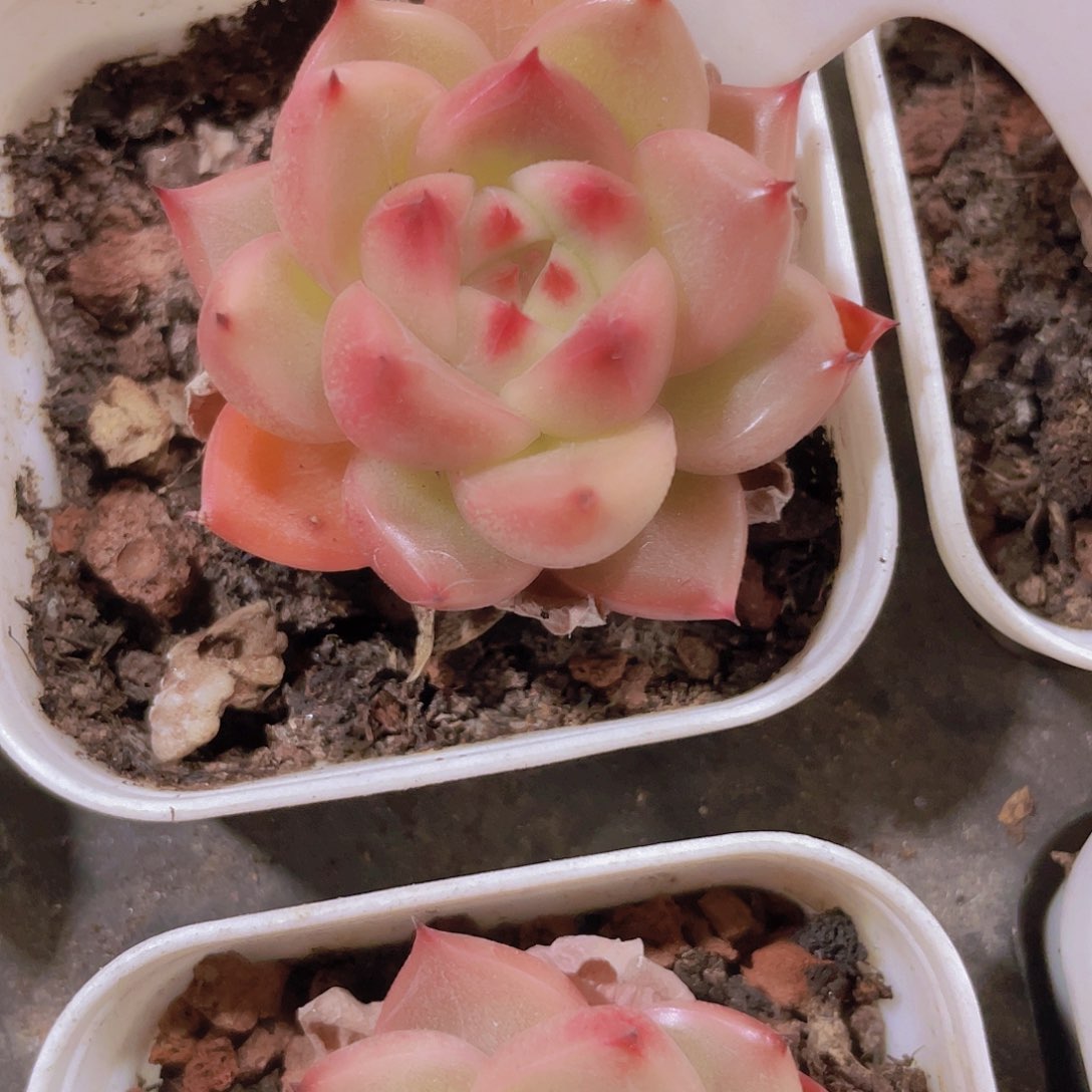 明朗珍妮e018一物一拍