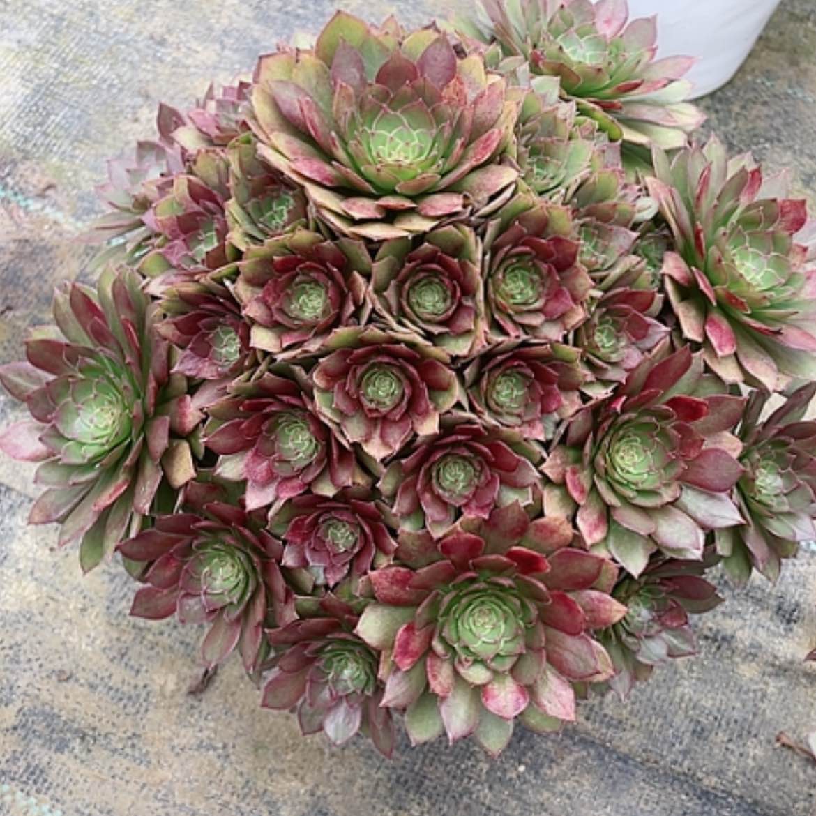 【闪购商品】法师好看也好养红魔