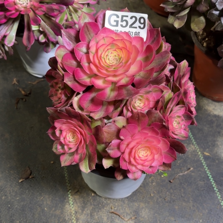 一**⑦瑞妈一物一拍529