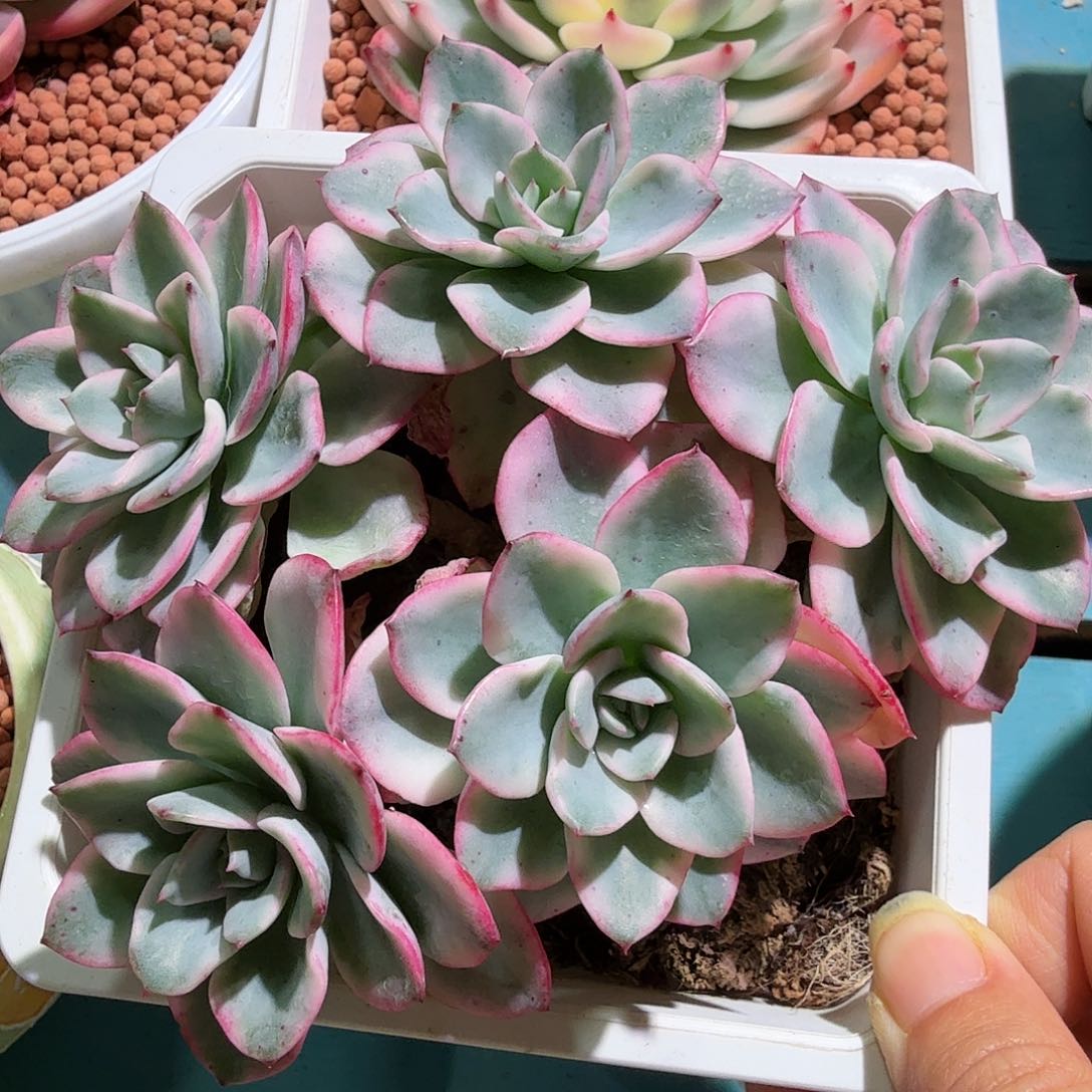 奶油黄桃锦，多肉植物