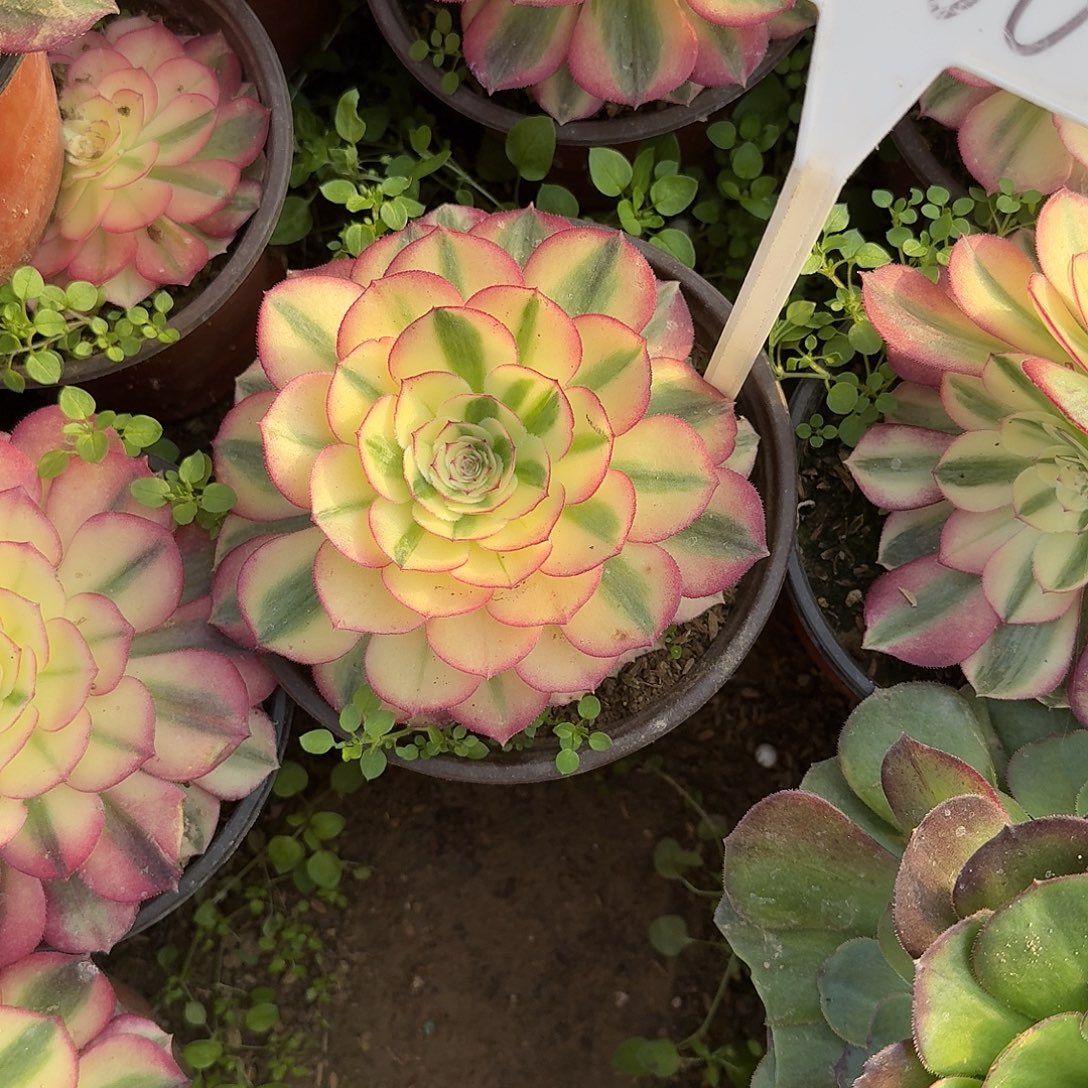 4566倾城多肉法师多肉