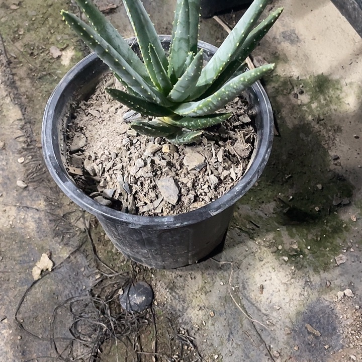 浅***）无花朵龙舌兰绿色植物