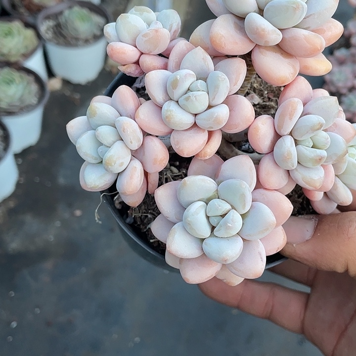 @***N香草洛神带盆发货