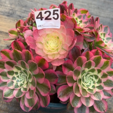 425玉姿20厘米左右