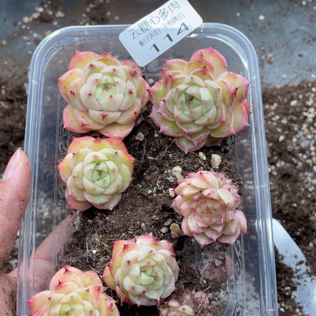 云糖心多肉植物114