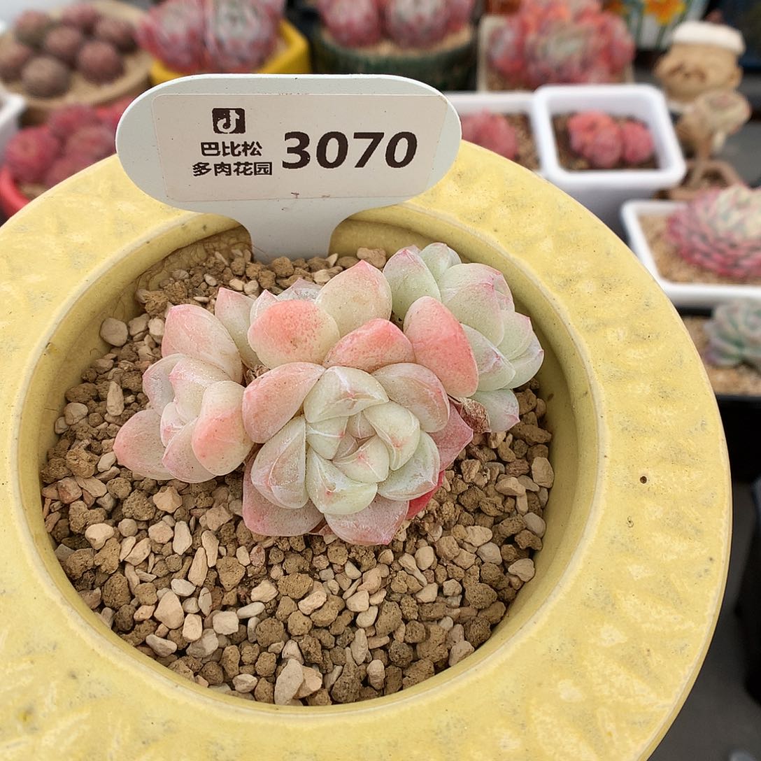 3070 冰玉多肉多肉