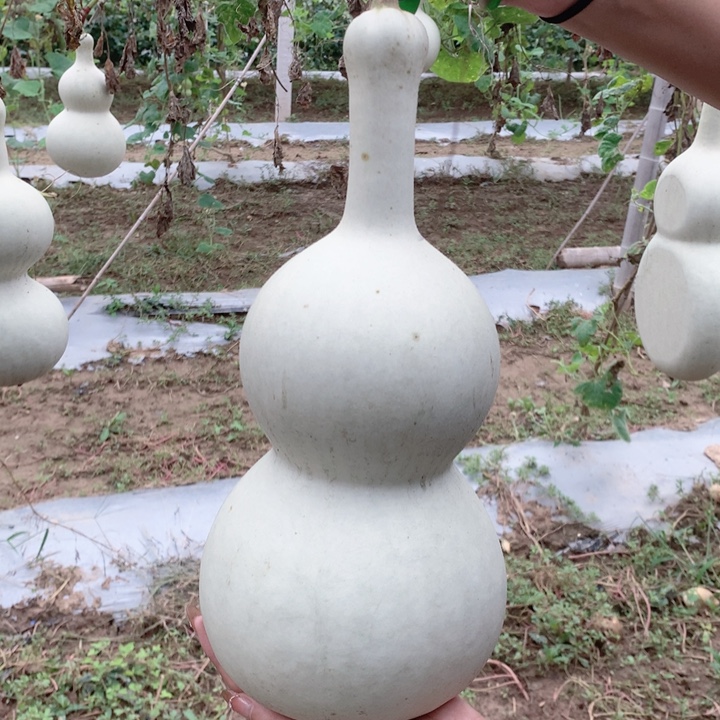 后***王中号现货秒杀现货