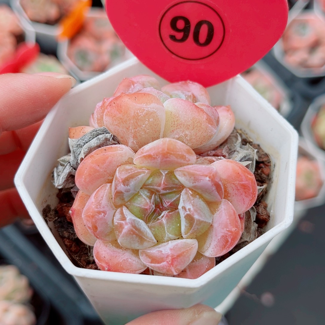 90号小老桩糖心双头