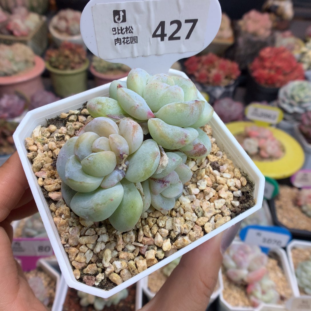 427盲盒新年快乐多肉