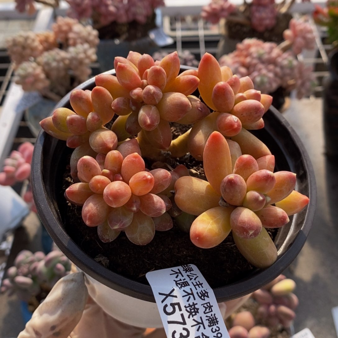 香蕉树缀573/9cm运输掉叶