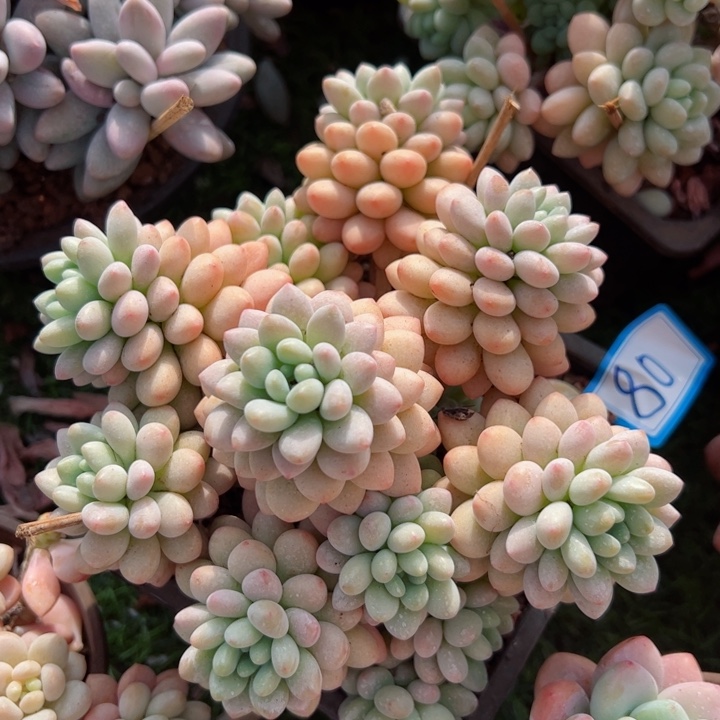 80洛可可平平安安健健康康