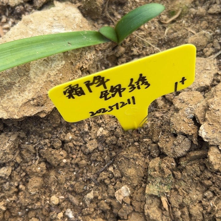 重瓣朱顶红锦绣1+