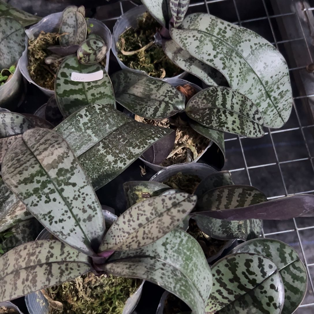 吖***食当前无花栽培后可以开花山采交奎松2.8寸