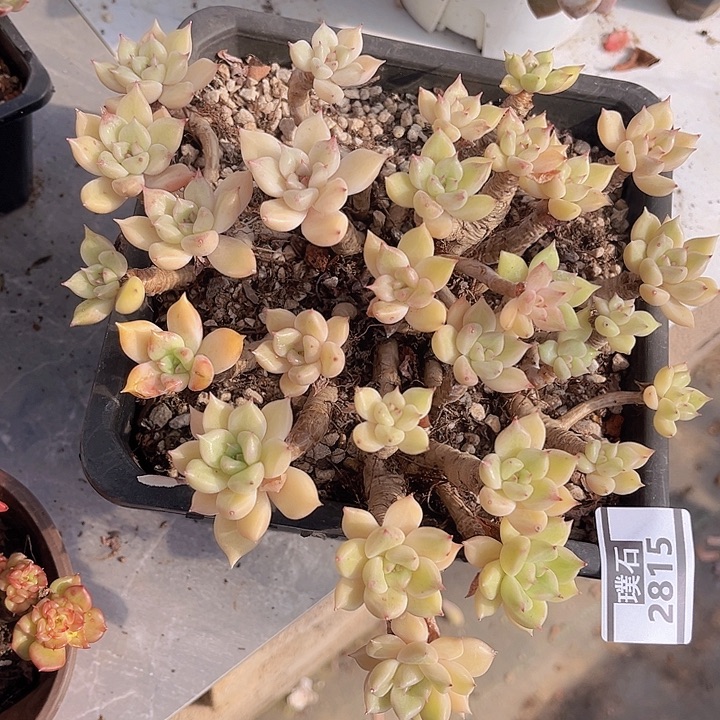 璀璨2815多肉植物