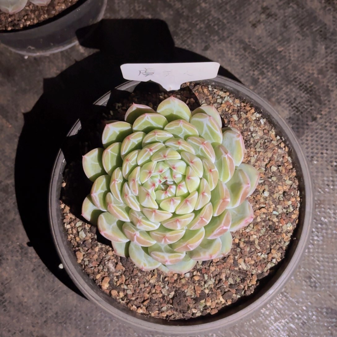 M***I云南金致家精品多肉