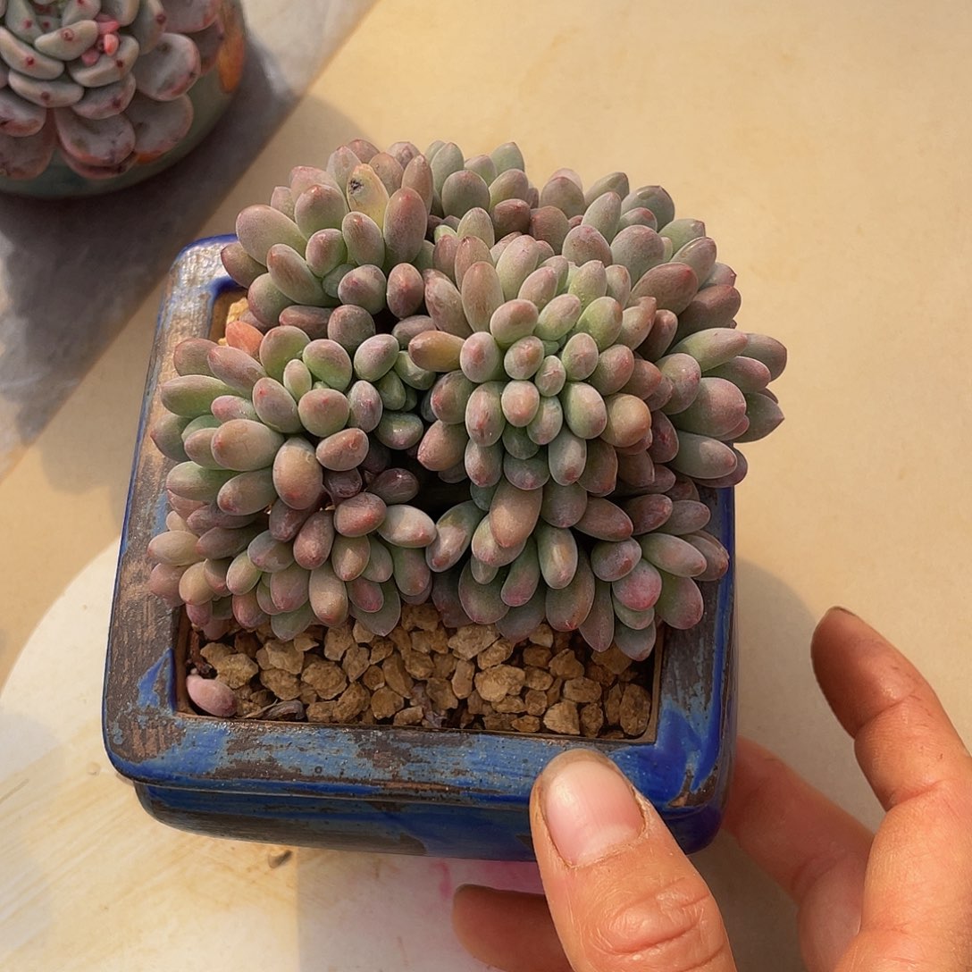 等美人缀009 多肉多肉多肉