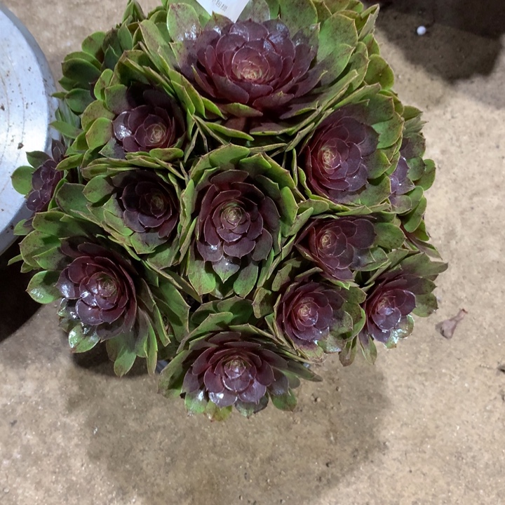 022万圣节变异多肉植物特价