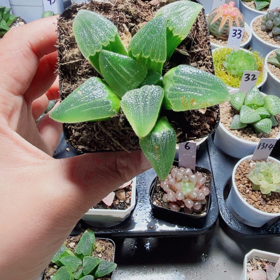 蓝光磨面多肉植物666