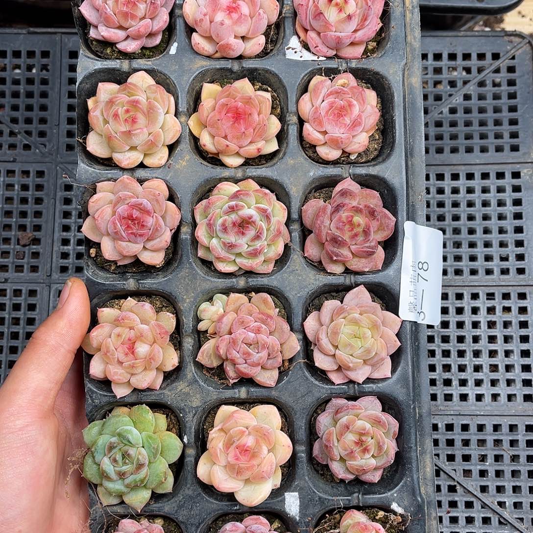 多肉一物一拍3-78