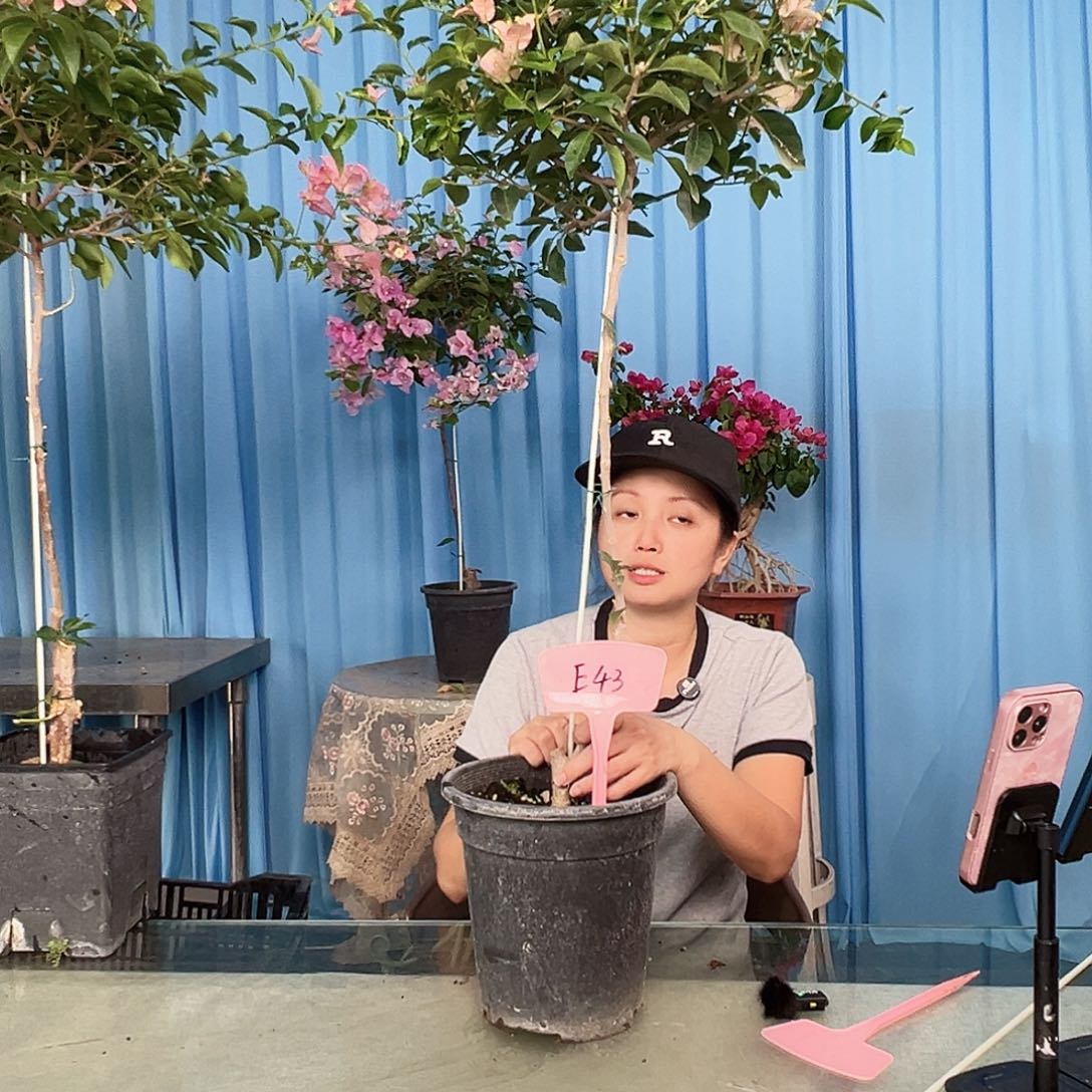 阿***朵当前无花栽培后可以开花E43卡雅塔