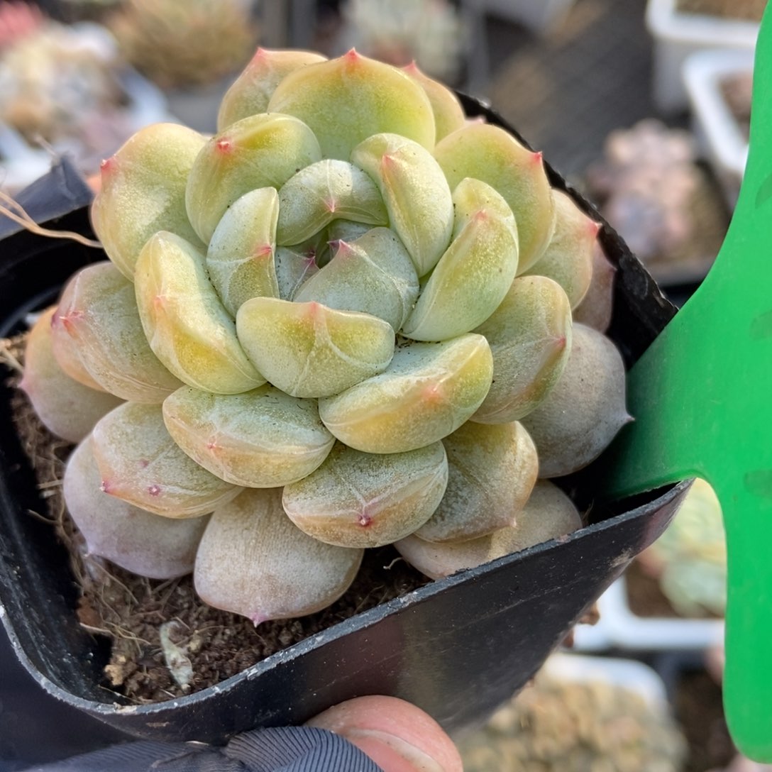 994白恋多肉植物保护