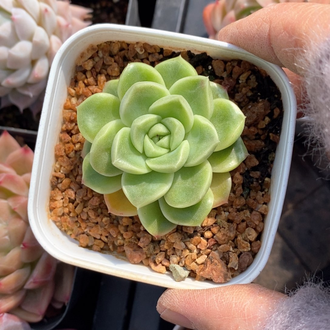 精品多肉一物一拍不包整156