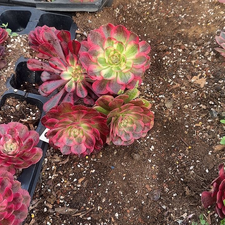 种***猫4颗小苗多肉植物994